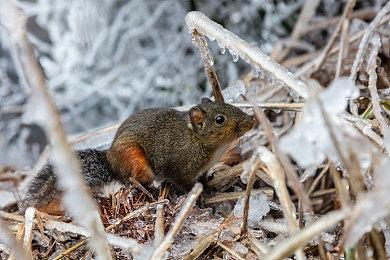 特别好评《饥饿派画家2》Switch发售 绘画模拟游戏